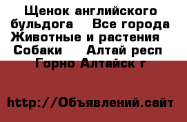 Щенок английского бульдога  - Все города Животные и растения » Собаки   . Алтай респ.,Горно-Алтайск г.